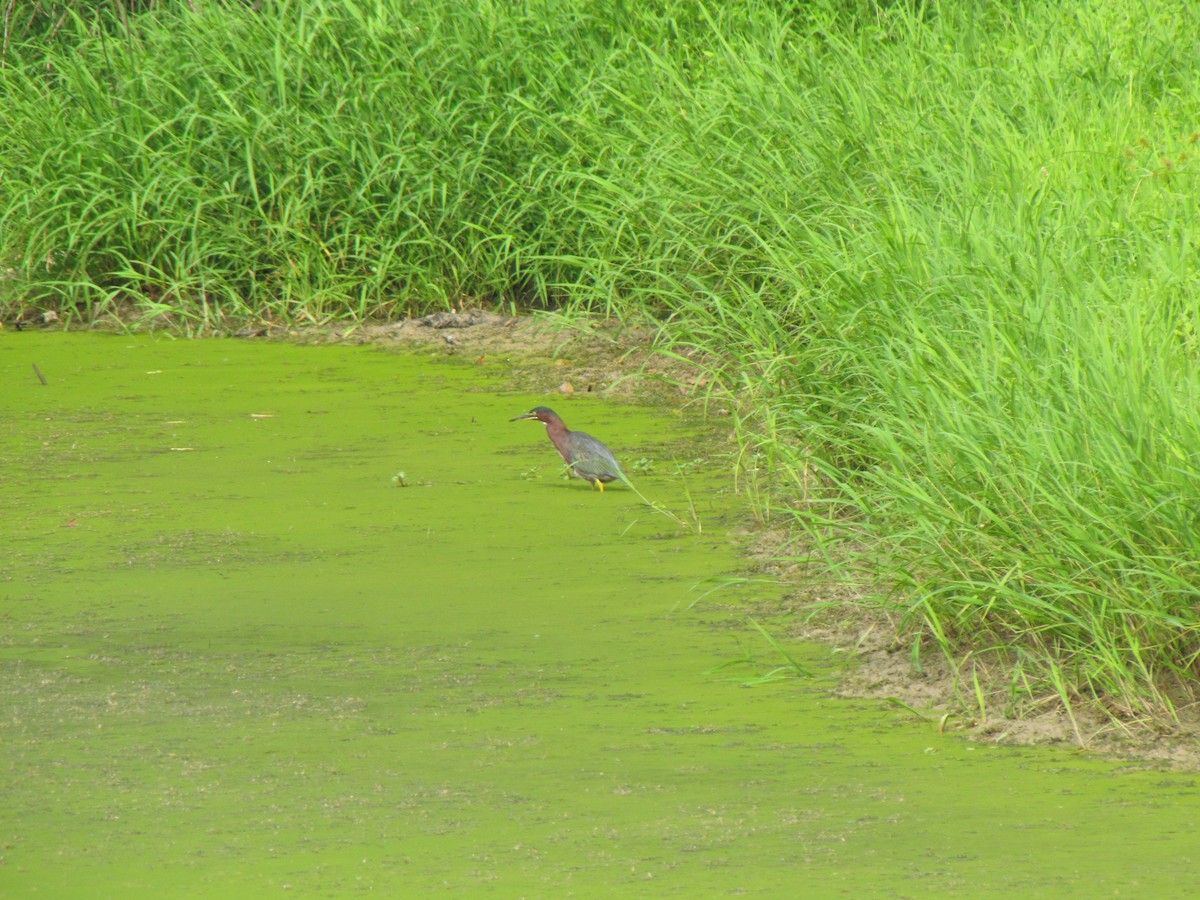 Green Heron - ML641967969