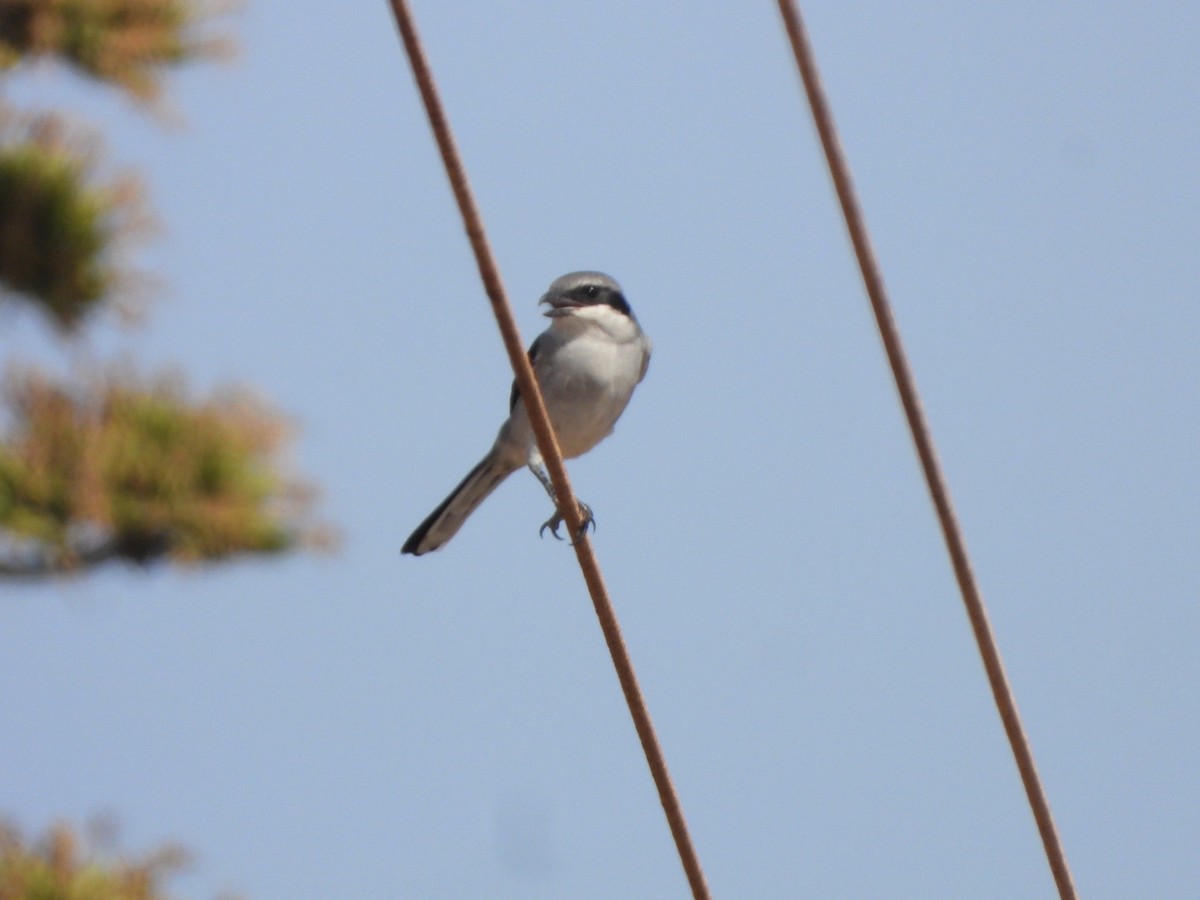 Great Gray Shrike - ML641967972