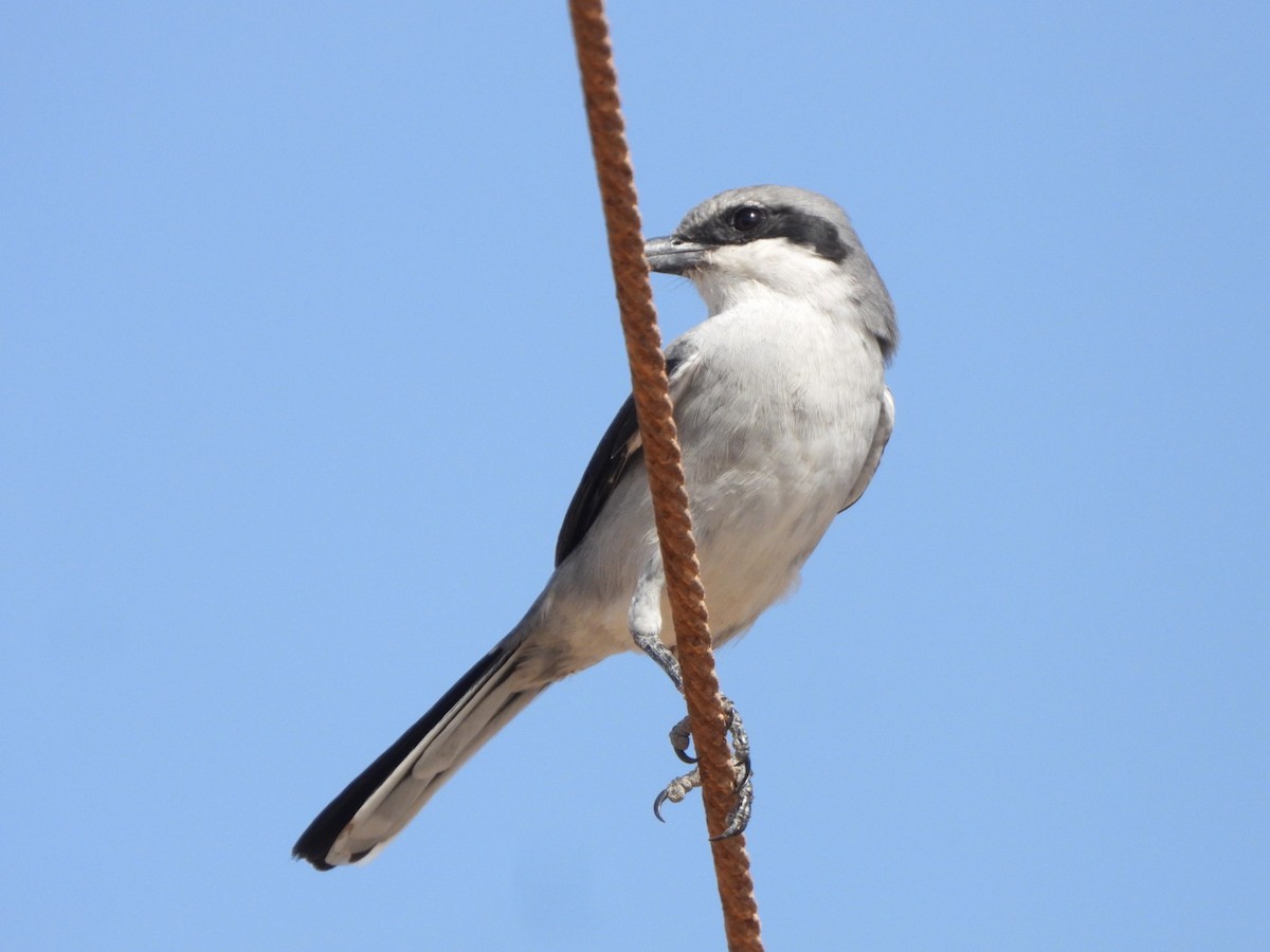 Great Gray Shrike - ML641967973