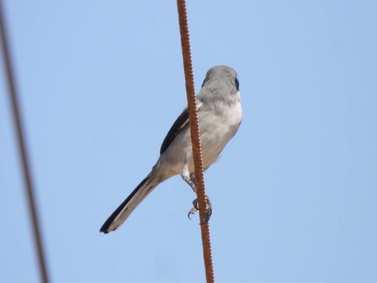 Great Gray Shrike - ML641967974