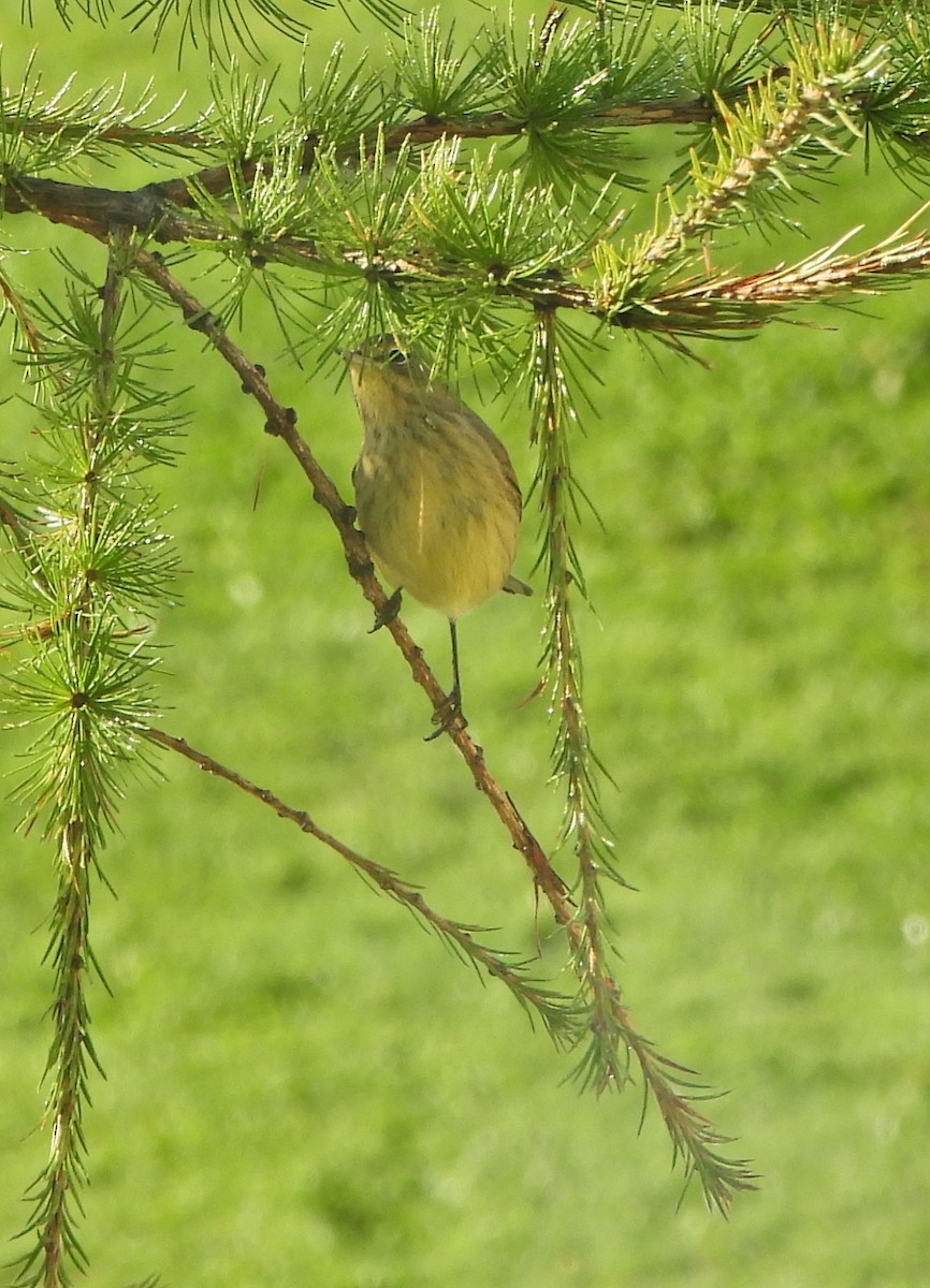 Palm Warbler - ML641967976