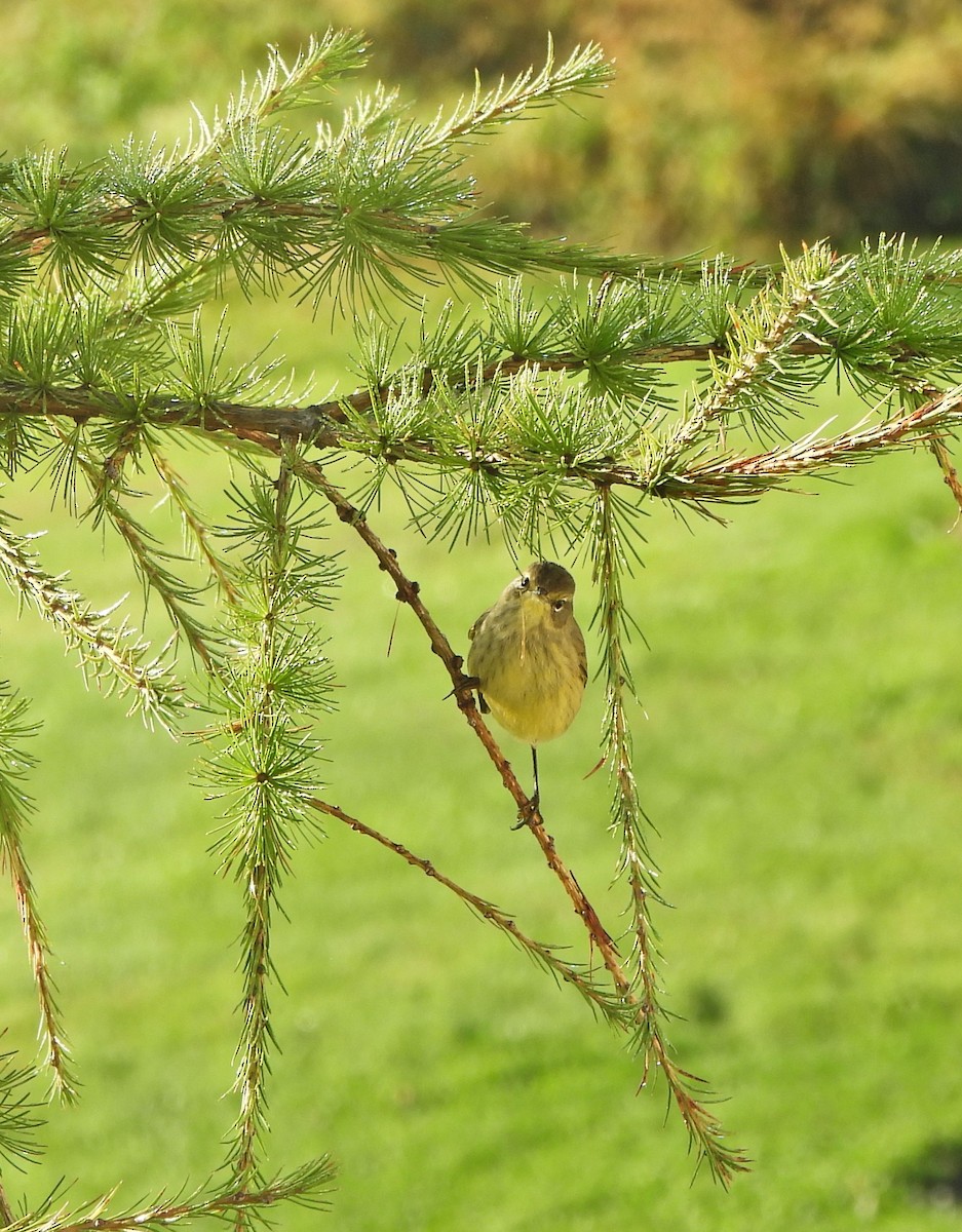 Palm Warbler - ML641967977