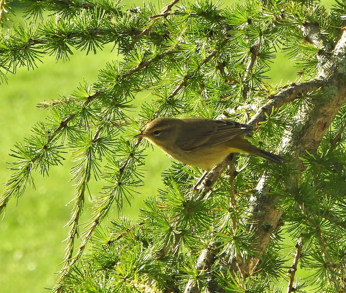 Palm Warbler - ML641967979