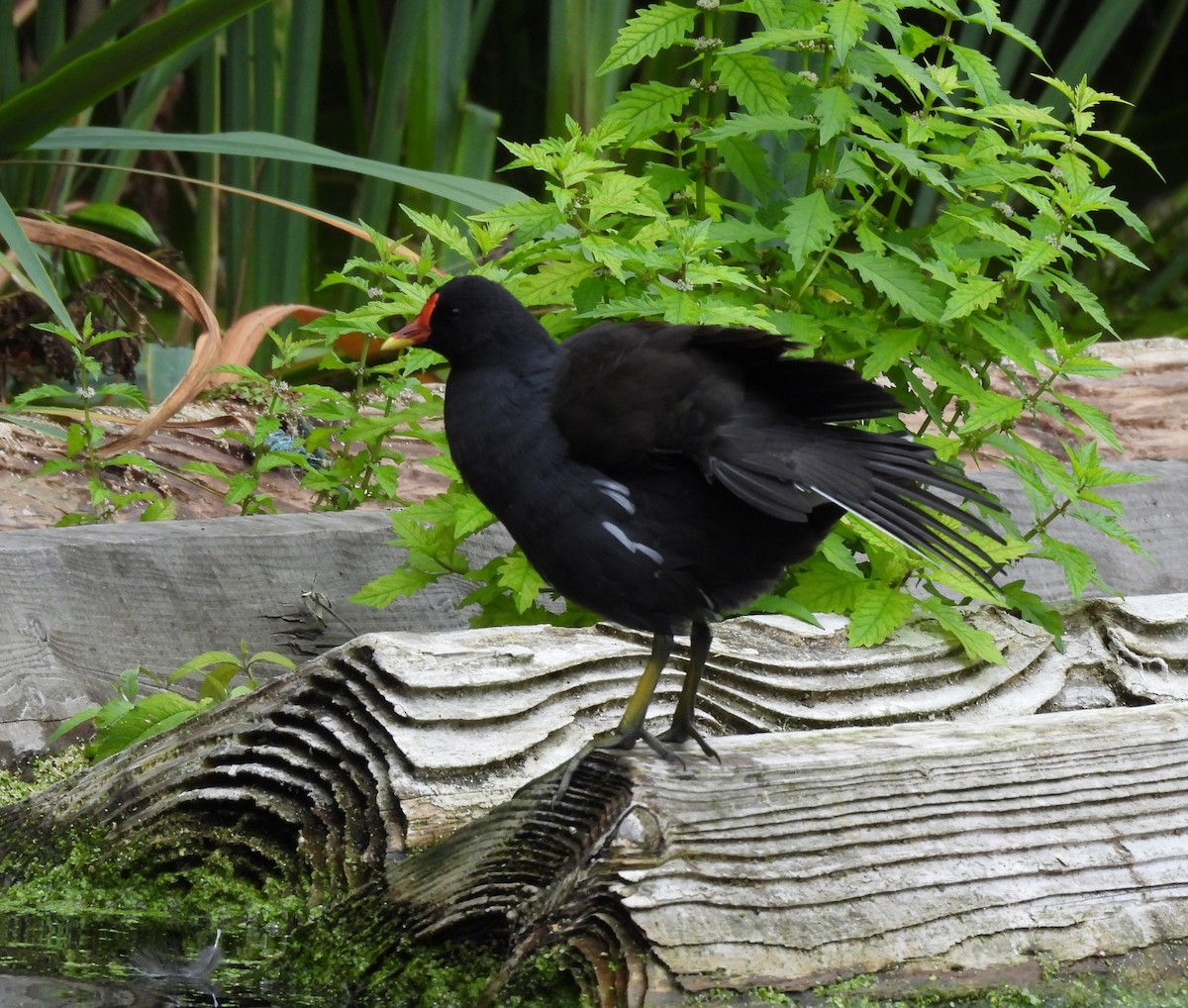 Eurasian Moorhen - ML641967982