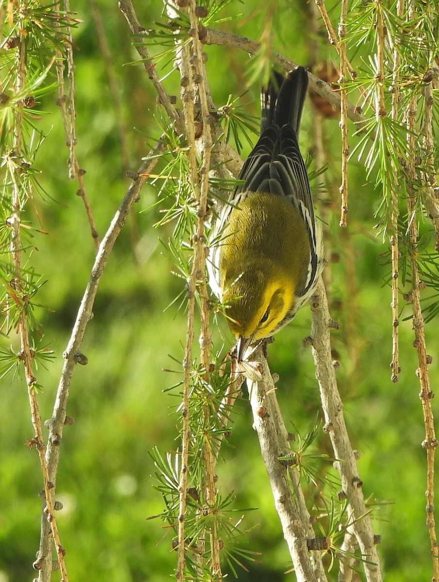 Black-throated Green Warbler - ML641967994