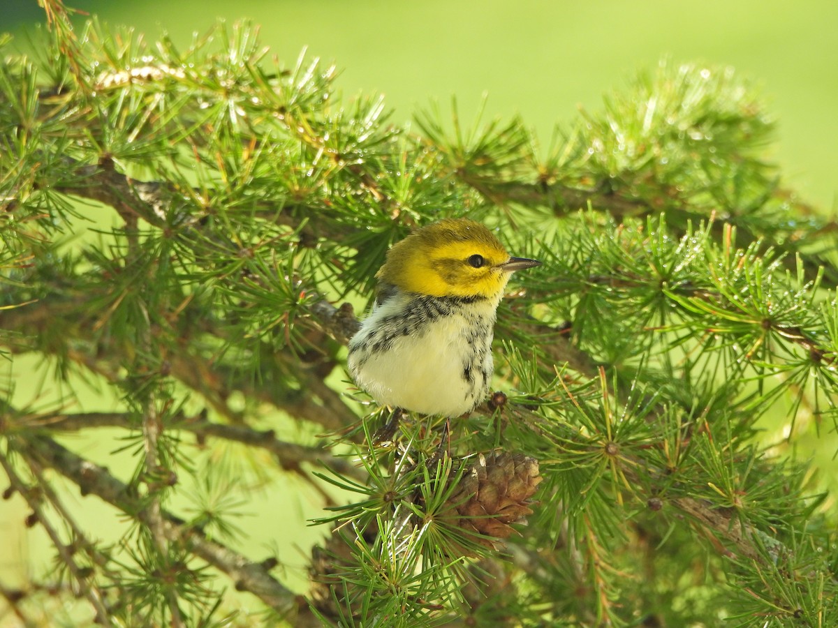 Black-throated Green Warbler - ML641967995