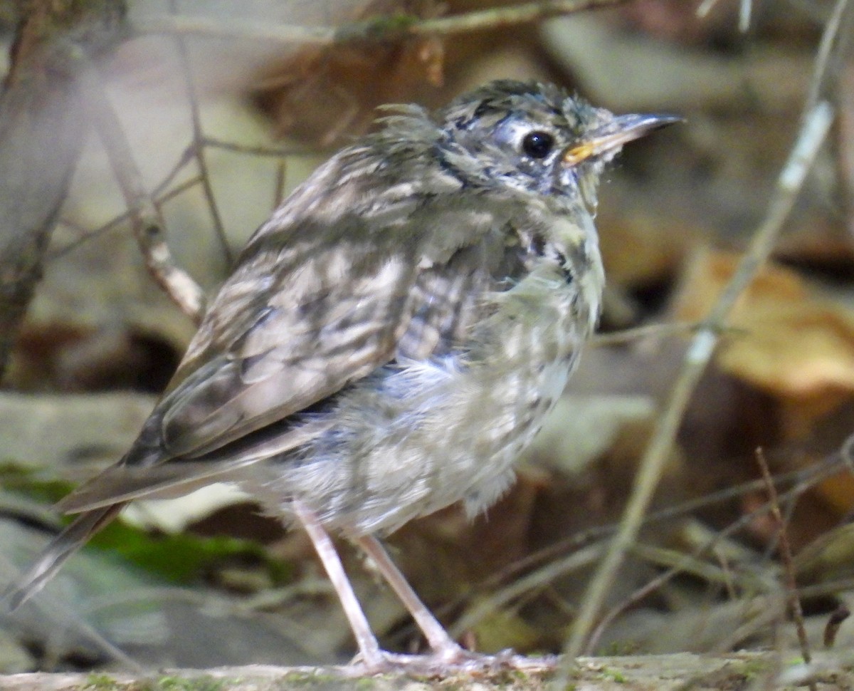 Hermit Thrush - ML641968001