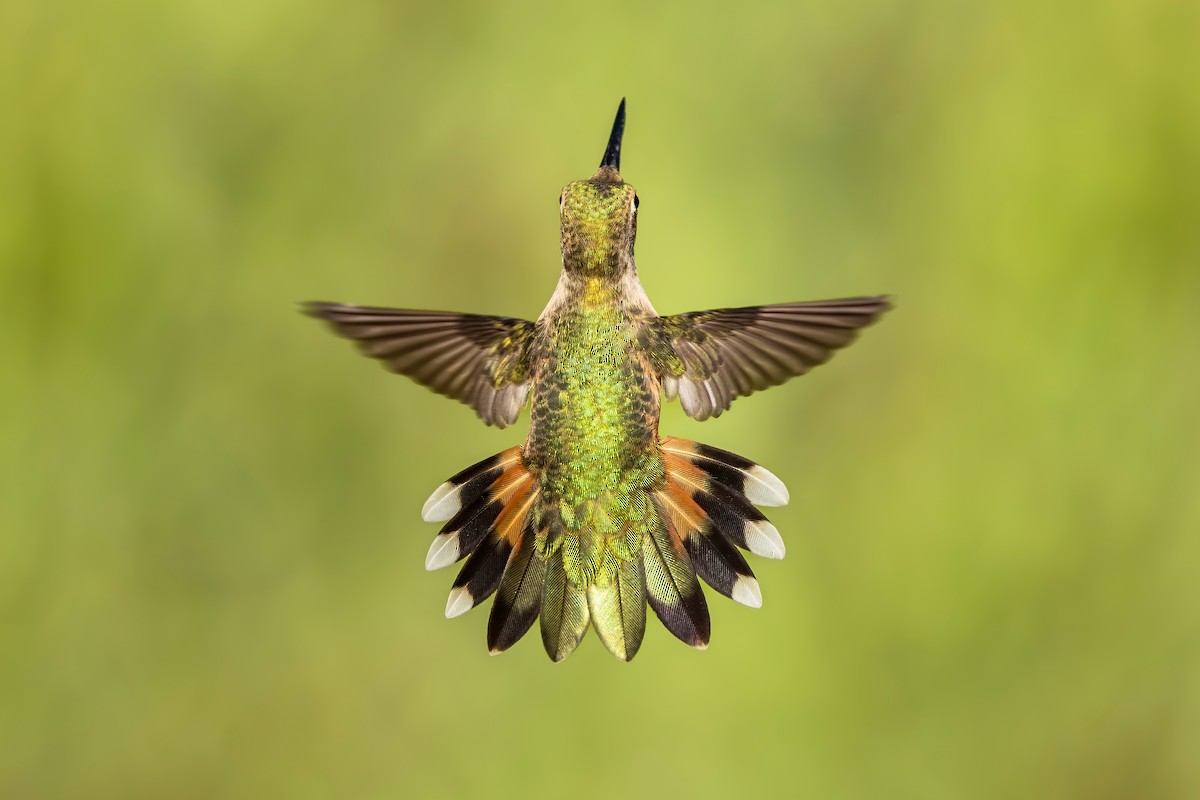 Broad-tailed Hummingbird - ML641968002