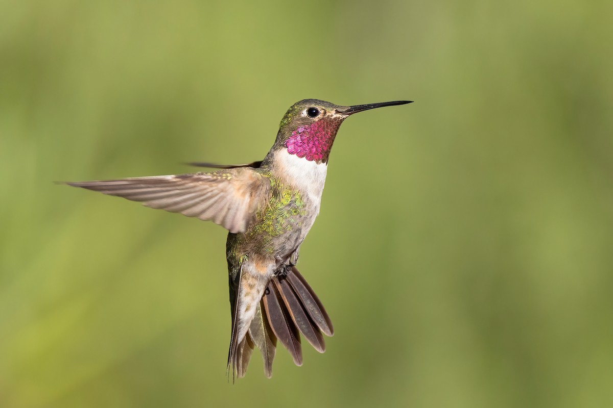 Broad-tailed Hummingbird - ML641968023
