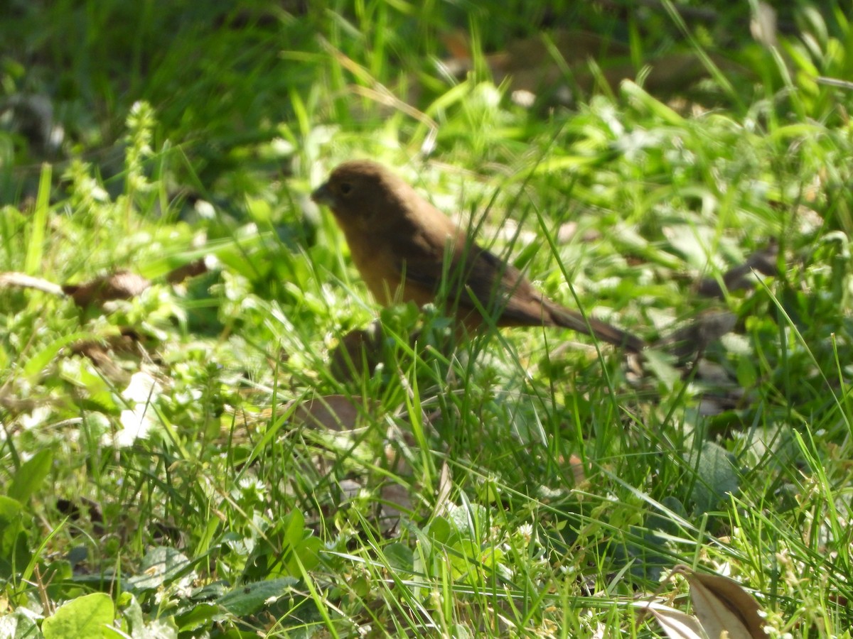 Glaucous-blue Grosbeak - ML641968024