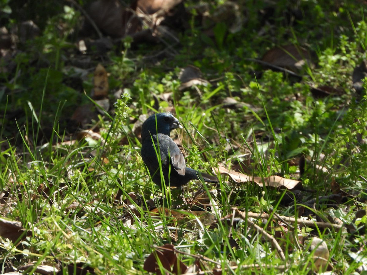 Glaucous-blue Grosbeak - ML641968025
