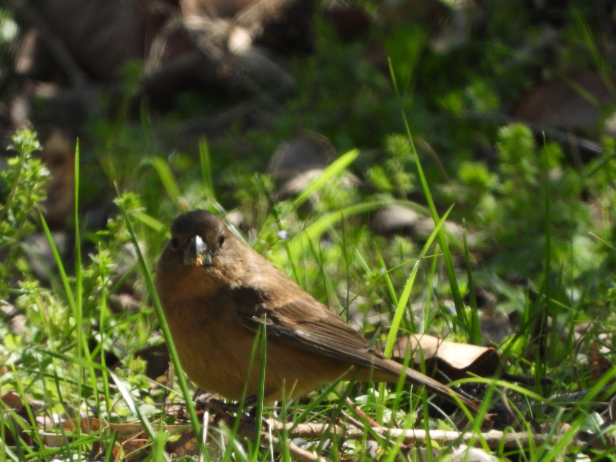 Glaucous-blue Grosbeak - ML641968026