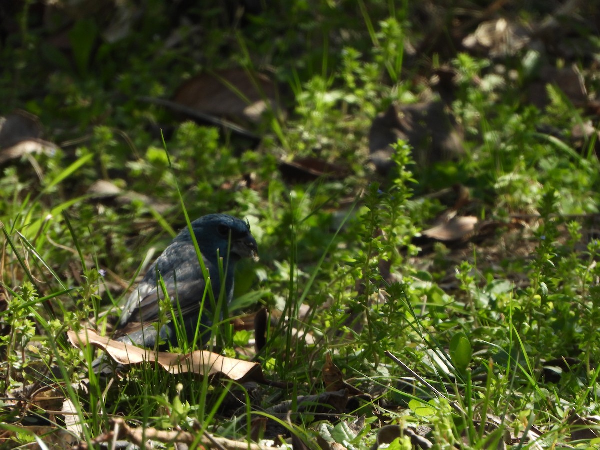 Glaucous-blue Grosbeak - ML641968027