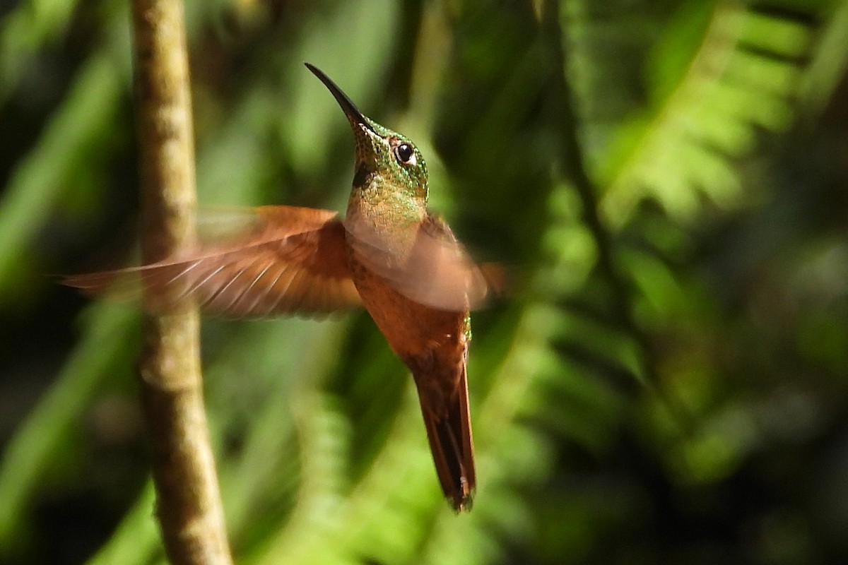 Fawn-breasted Brilliant - ML641968028