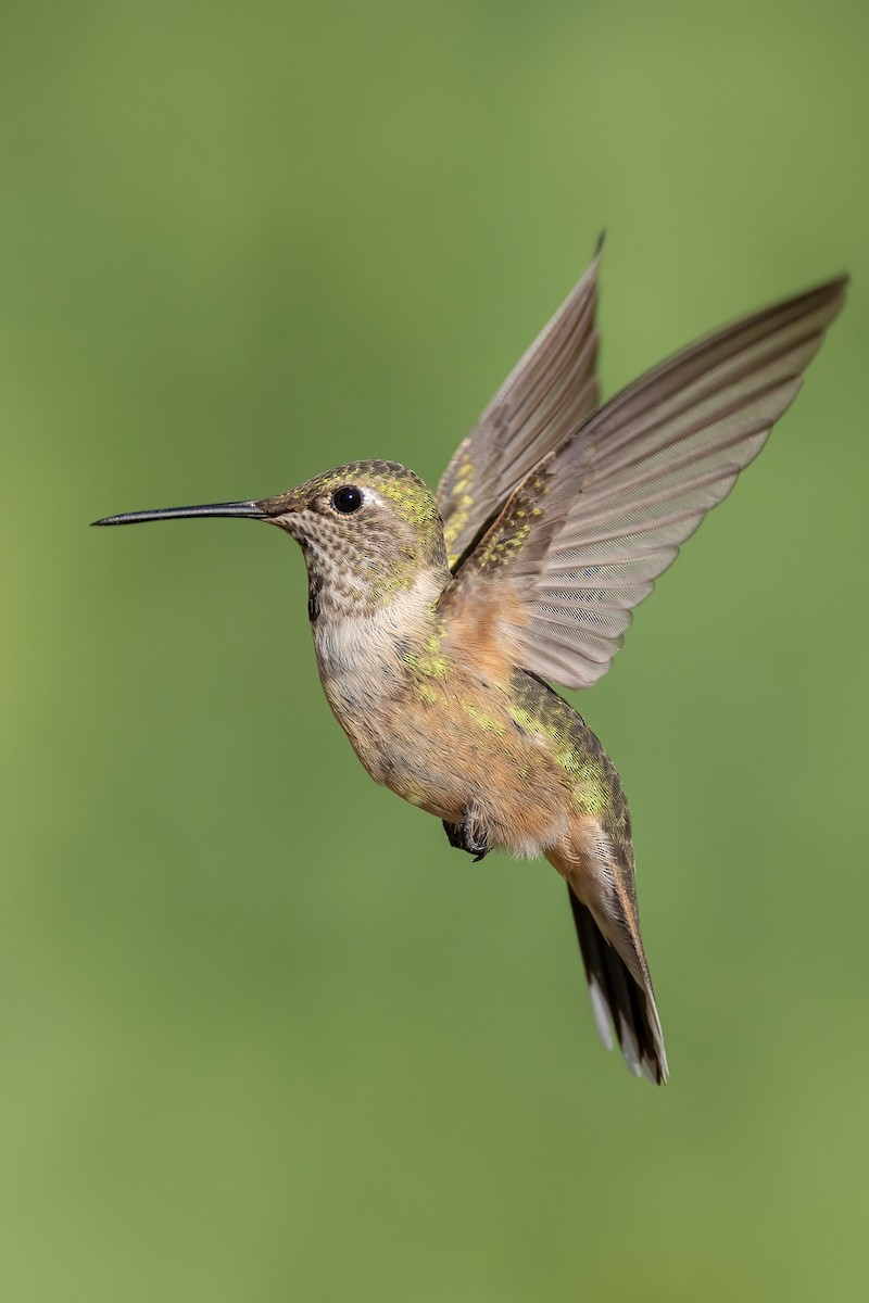 Broad-tailed Hummingbird - ML641968040