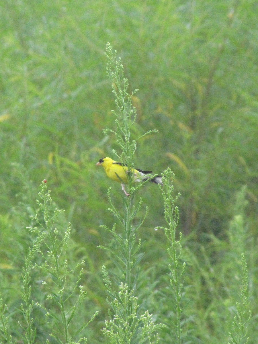 Chardonneret jaune - ML641968041