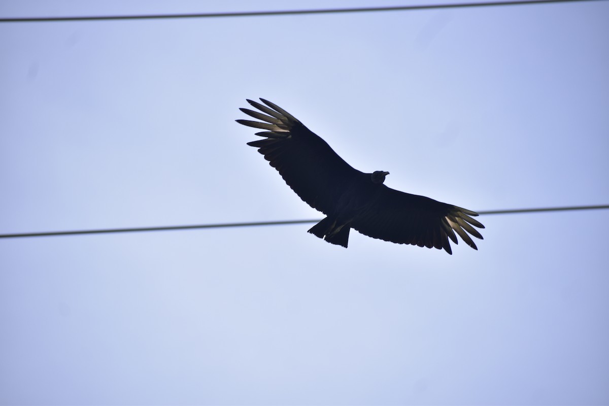 Black Vulture - ML641968050