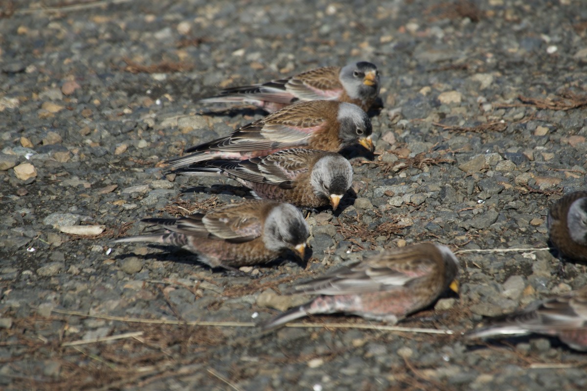 Gray-crowned Rosy-Finch - ML641968063