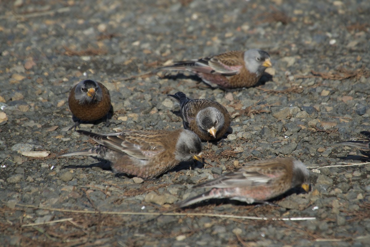 Gray-crowned Rosy-Finch - ML641968065
