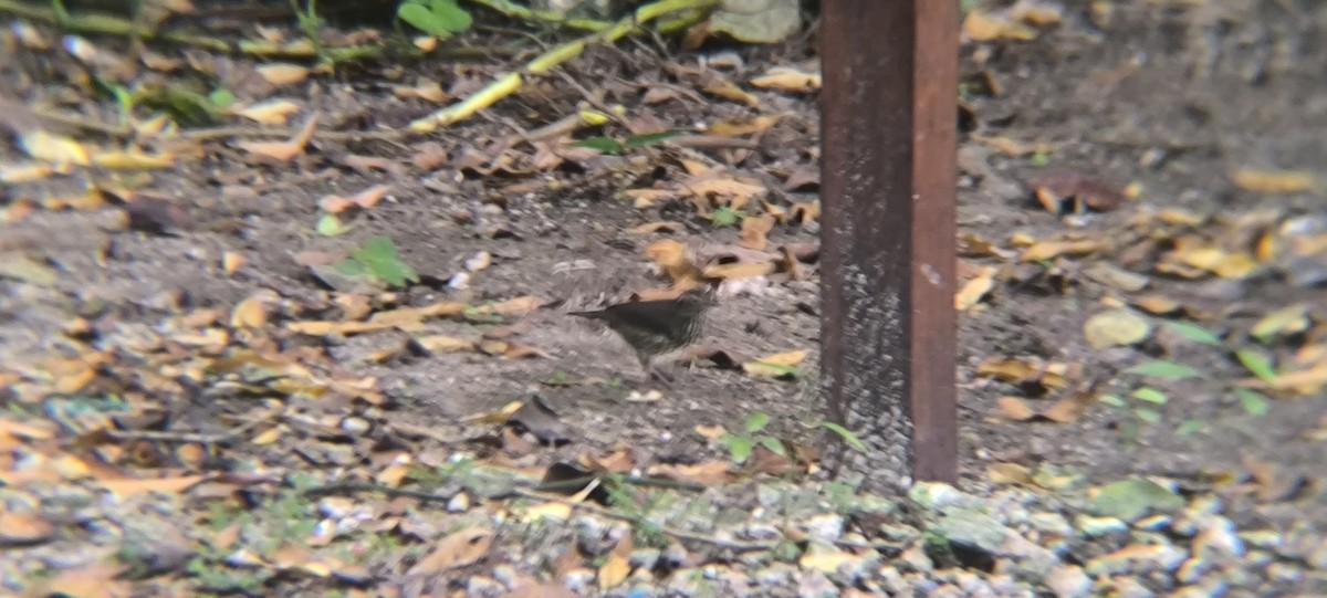 Northern Waterthrush - ML641968080