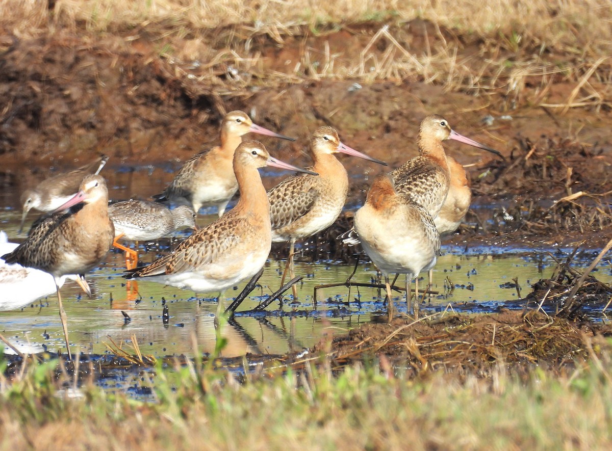 Black-tailed Godwit - ML641968082