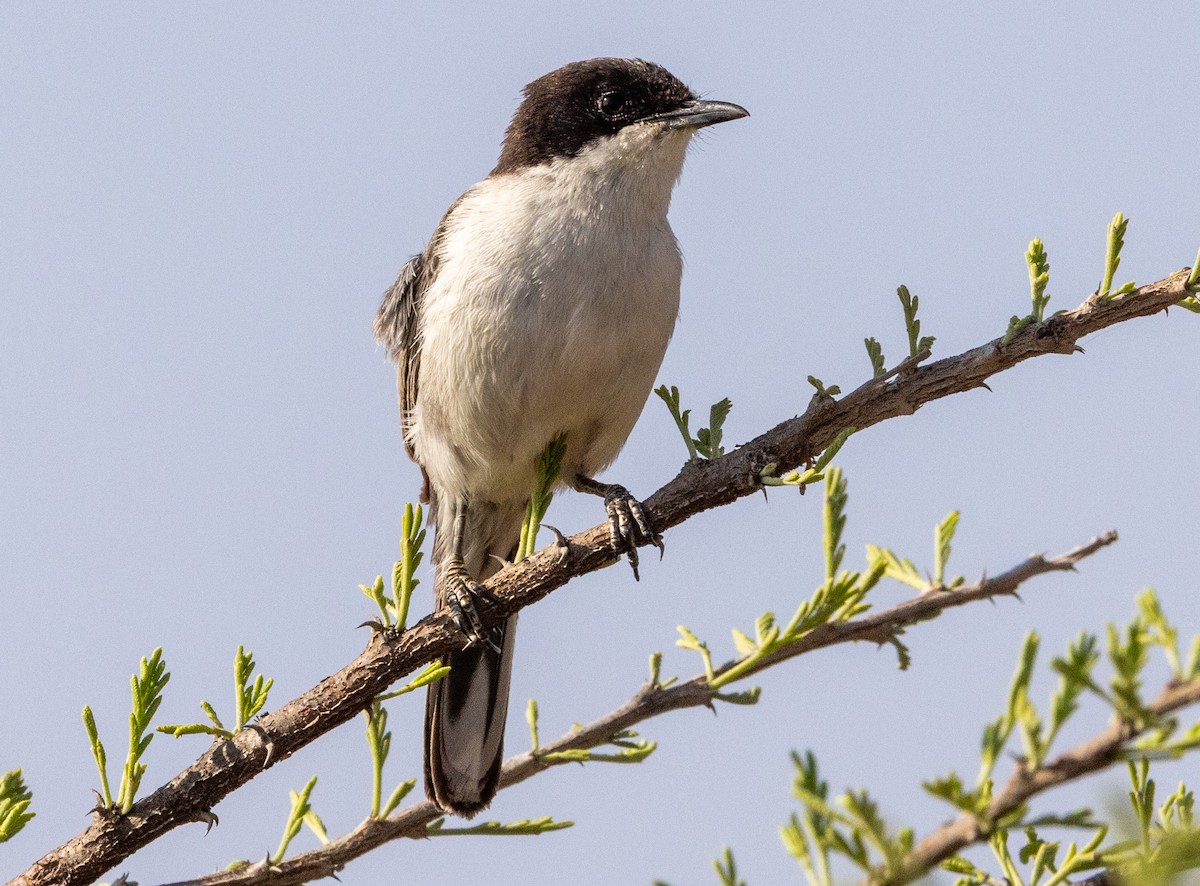Arabian Warbler - ML641968083