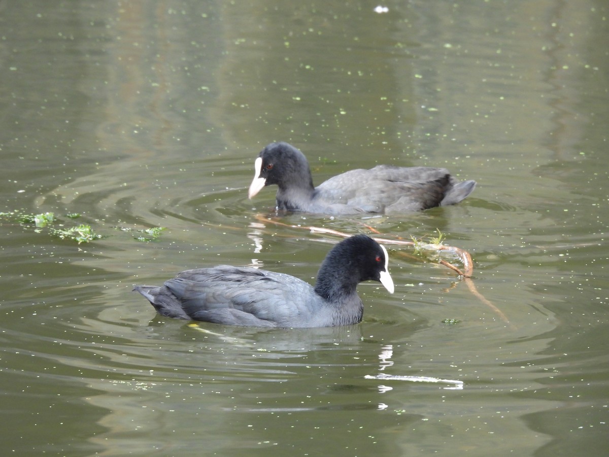 Eurasian Coot - ML641968084