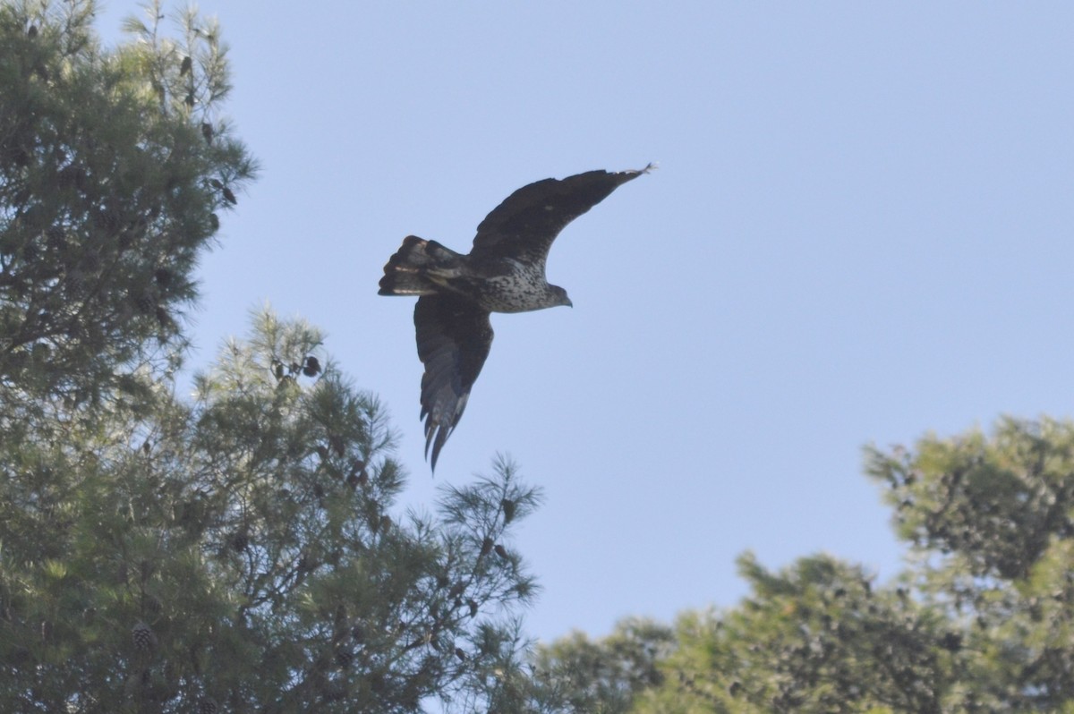 Bonelli's Eagle - ML641968085