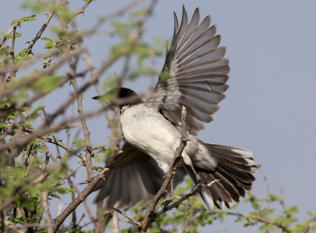 Arabian Warbler - ML641968089