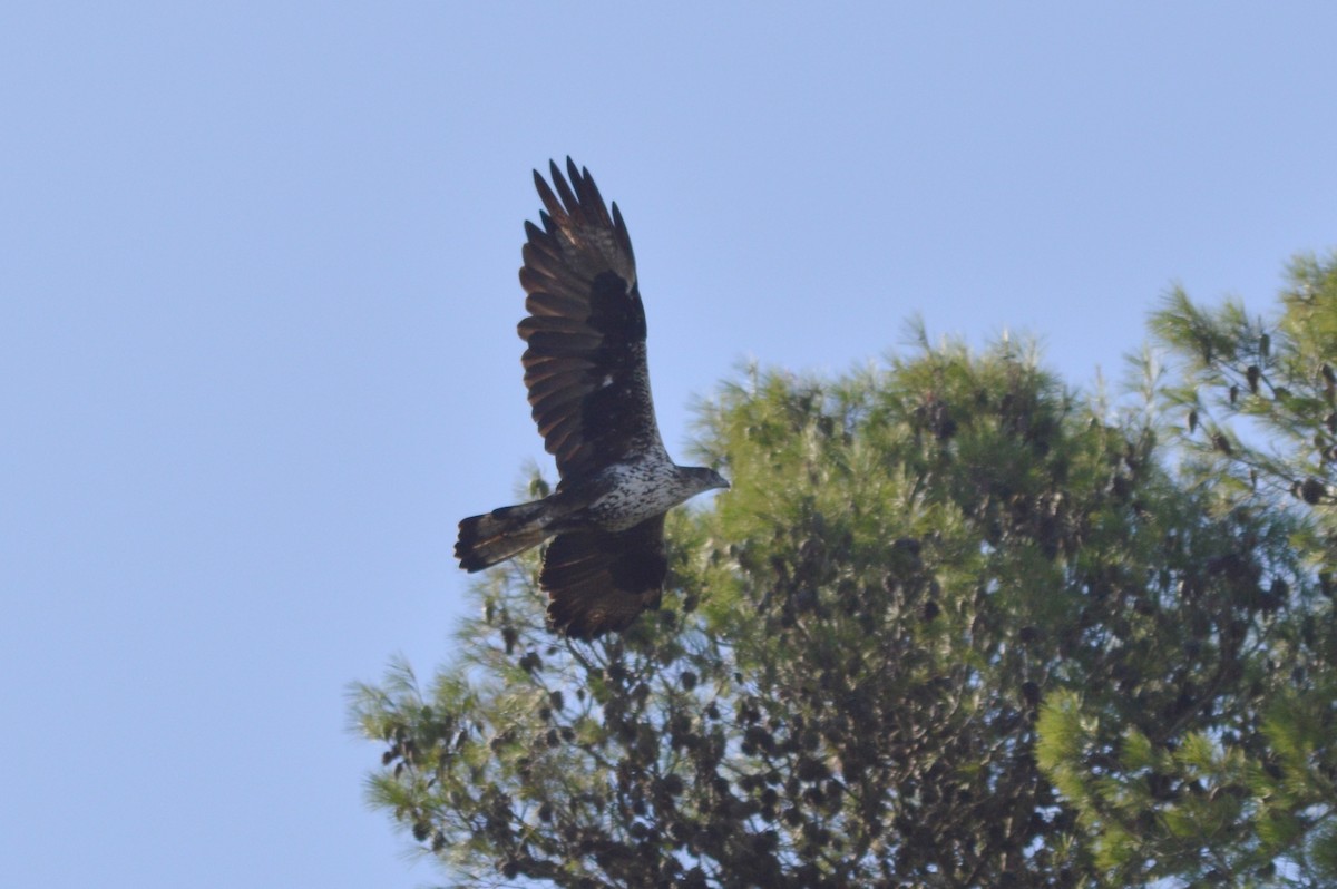 Bonelli's Eagle - ML641968091