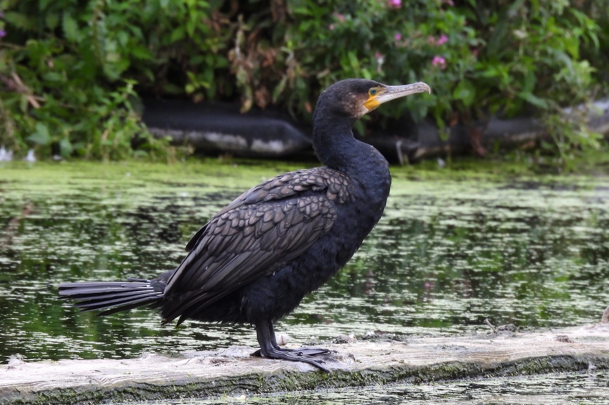 Great Cormorant - ML641968092