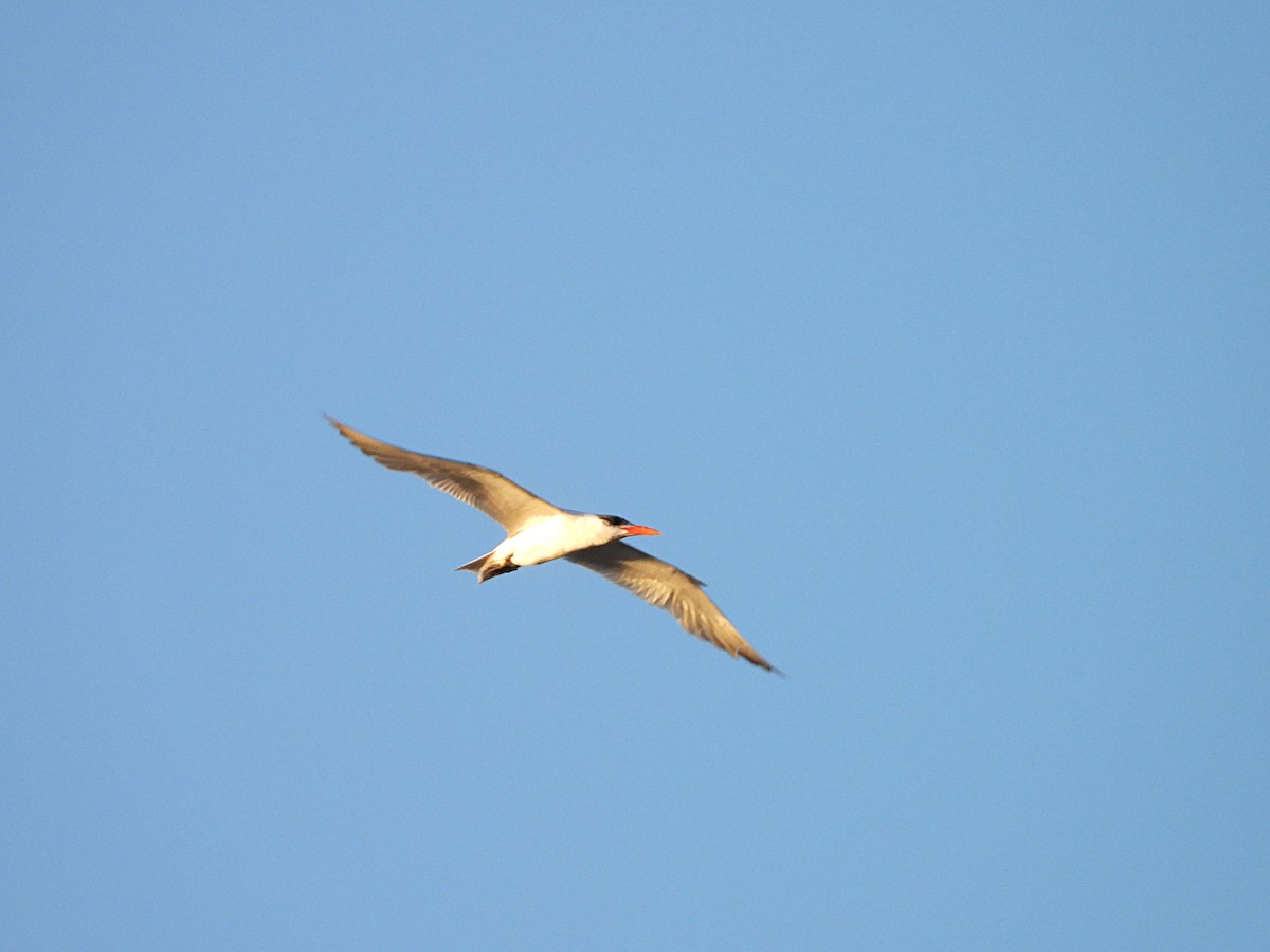 Caspian Tern - ML641968093