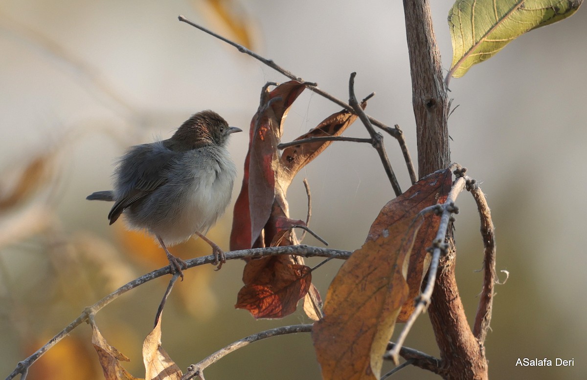 Piping Cisticola - ML641968094