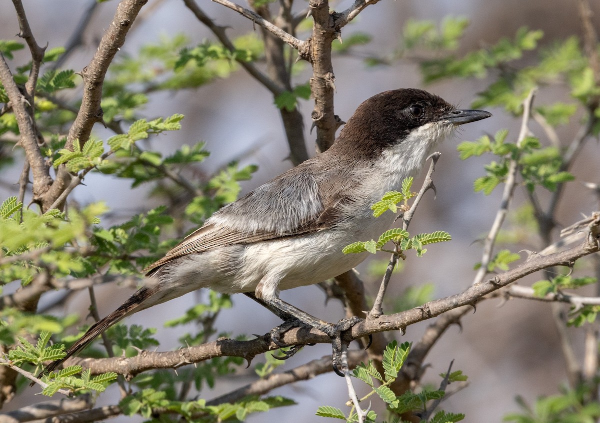 Arabian Warbler - ML641968095