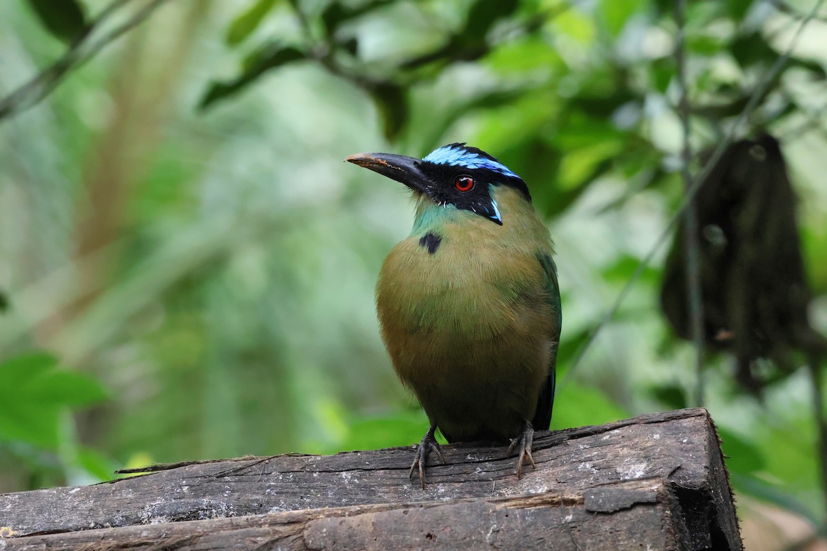 Andean Motmot - ML641968097