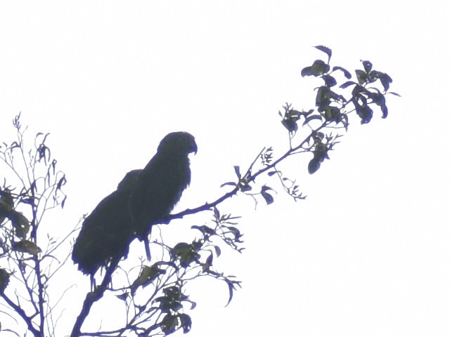 Yellow-crowned Amazon - ML641968098