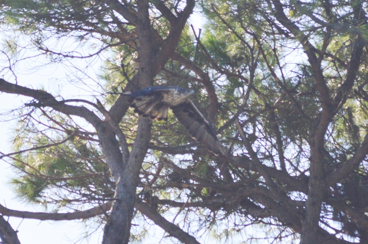 Bonelli's Eagle - ML641968099