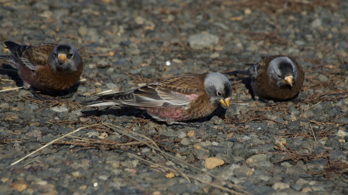Gray-crowned Rosy-Finch - ML641968100