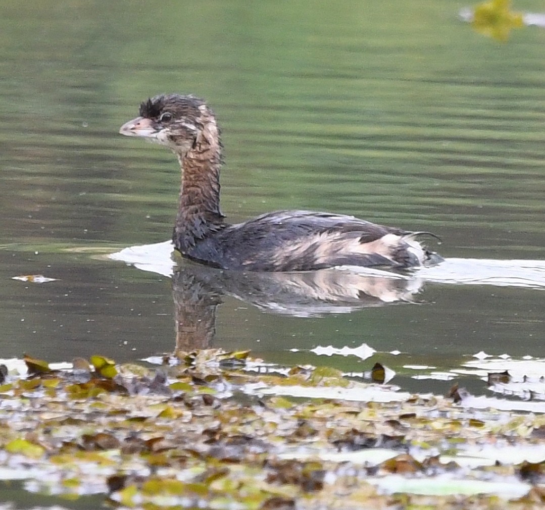 Pied-billed Grebe - ML641968101