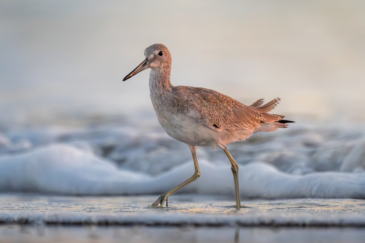 Willet (Western) - ML641968102