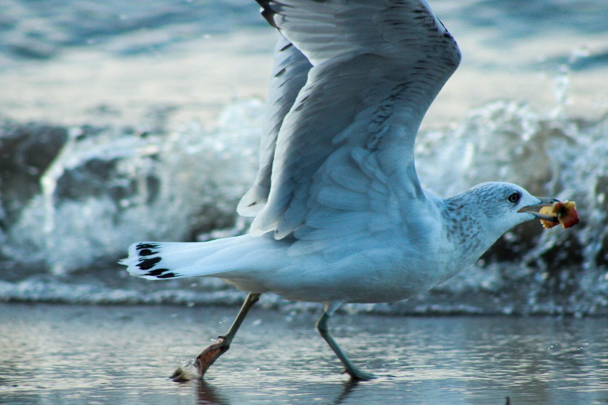 Ring-billed Gull - ML641968103