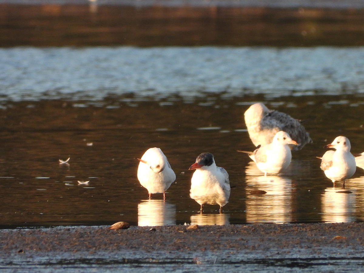 Caspian Tern - ML641968104