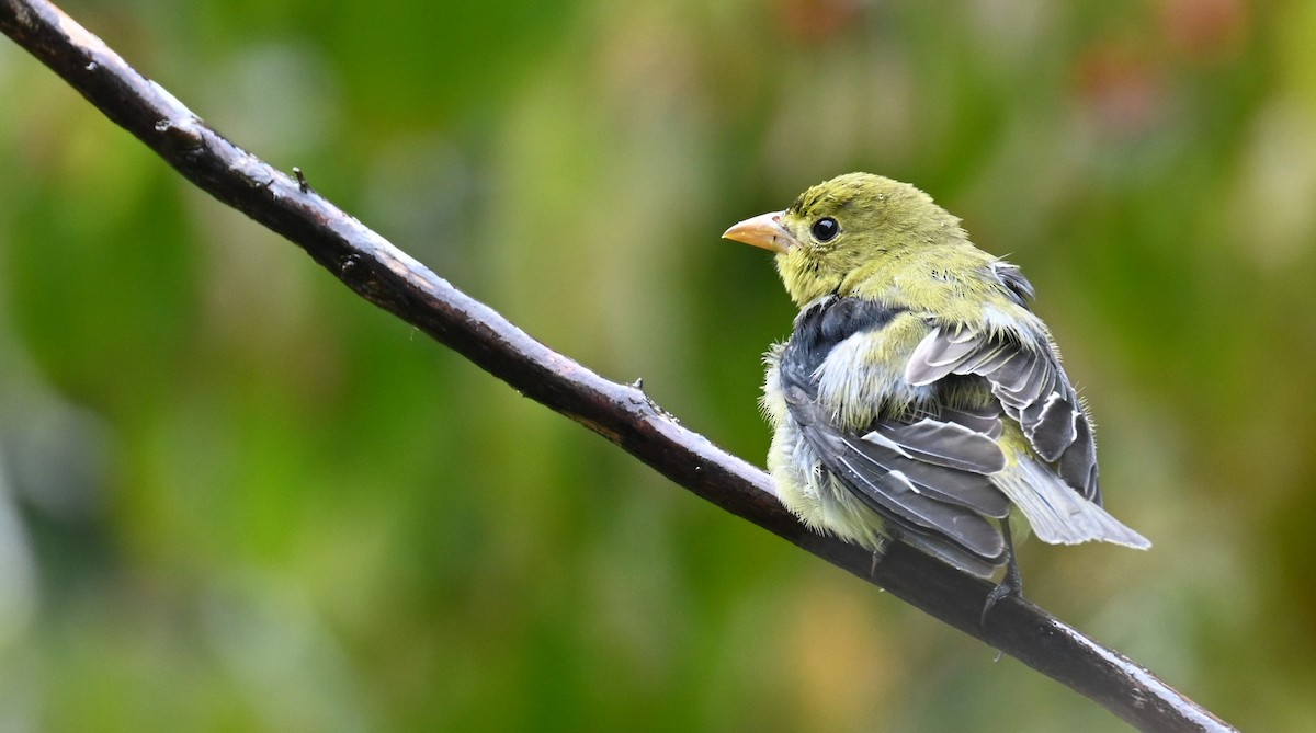 Scarlet Tanager - ML641968105
