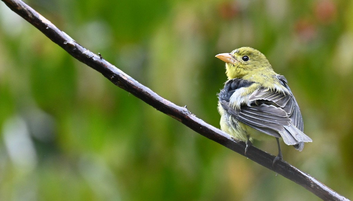 Scarlet Tanager - ML641968106
