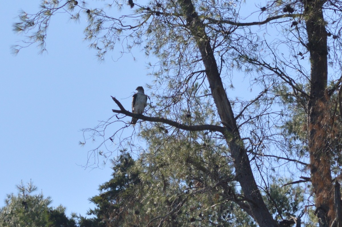 Bonelli's Eagle - ML641968107