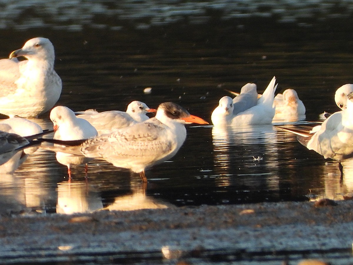 Caspian Tern - ML641968113