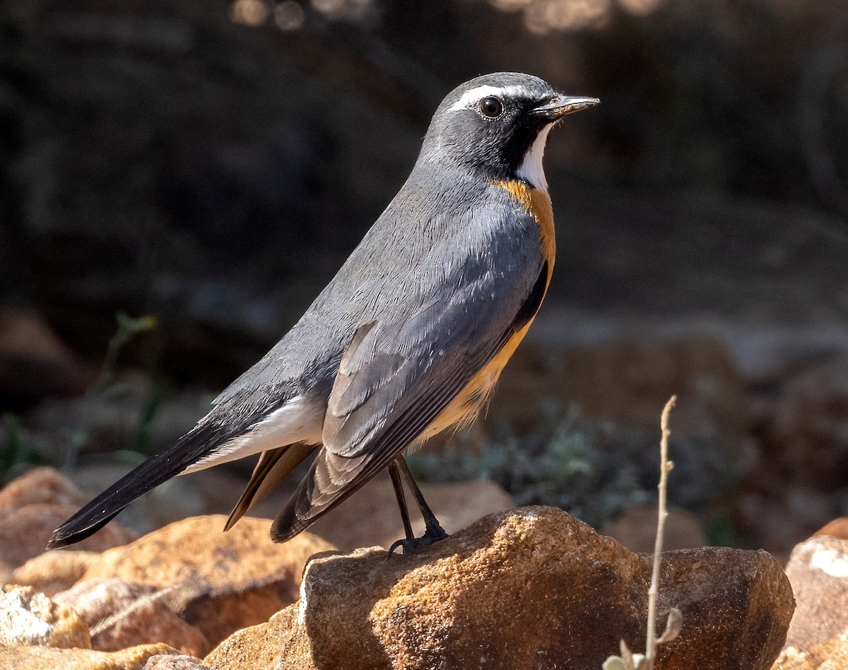 White-throated Robin - ML641968114