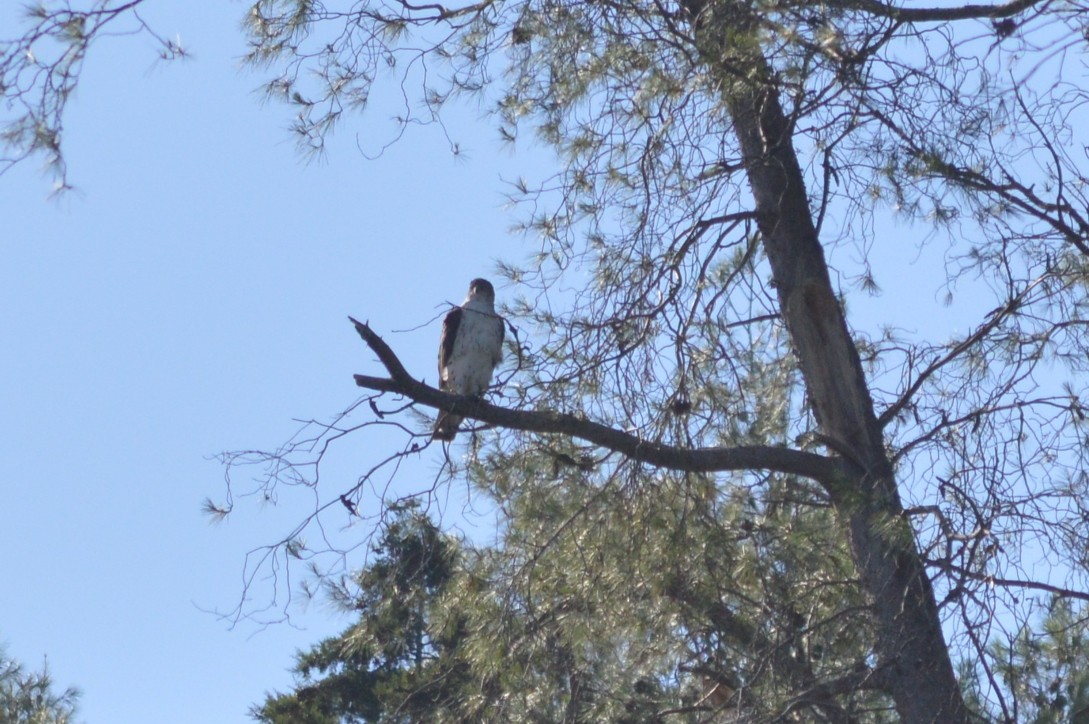 Bonelli's Eagle - ML641968115