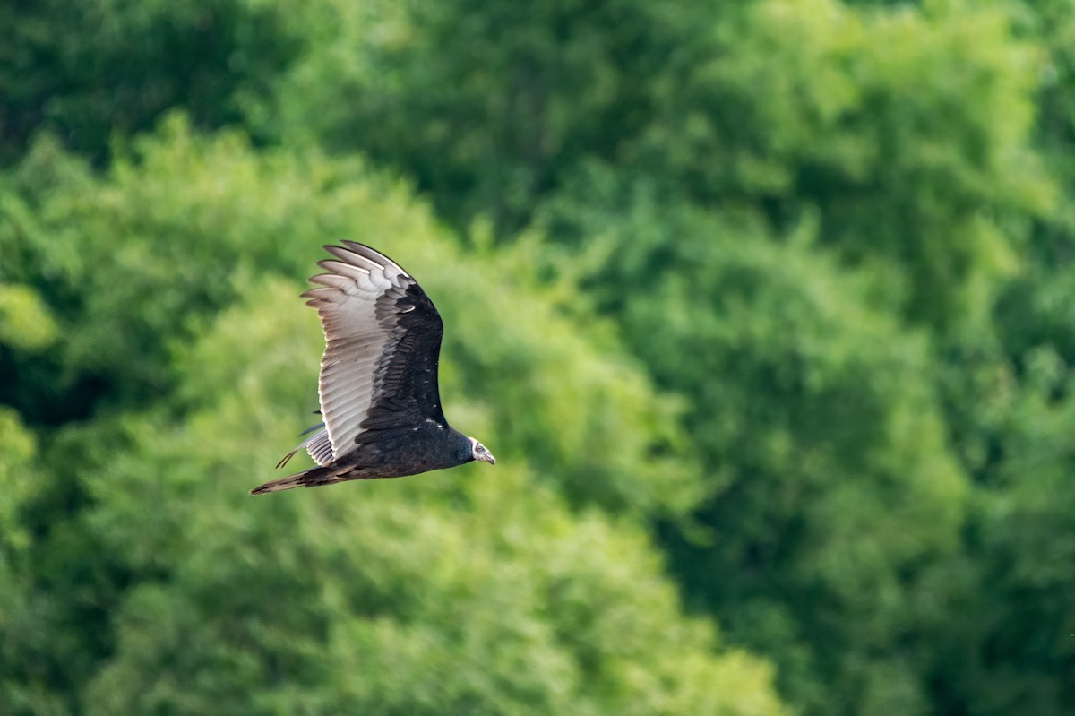 Turkey Vulture - ML641968118