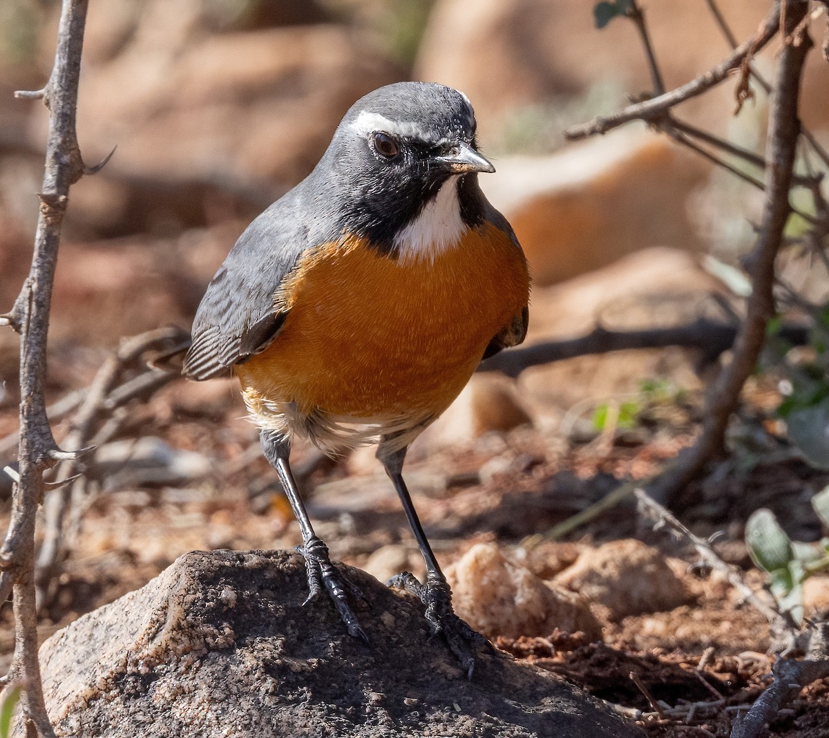 White-throated Robin - ML641968124